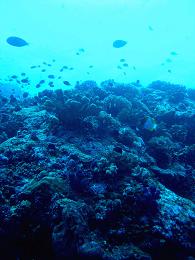 Blue Corner