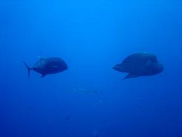 Blue Corner