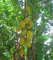 0606Jackfruit