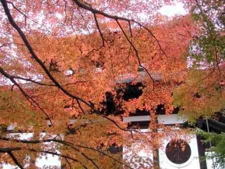 05.11.20東福寺 113.jpg