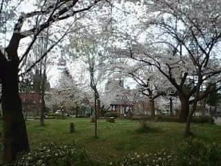 桜２