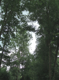 シュプレーヴァルト１２