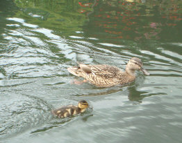 シュプレーヴァルト３