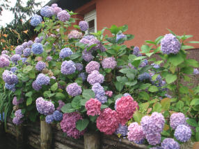 シュプレーヴァルト４