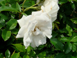 バンベルク　新宮殿３