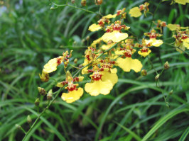 シンガポール植物園６