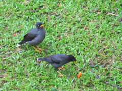 シンガポール植物園９