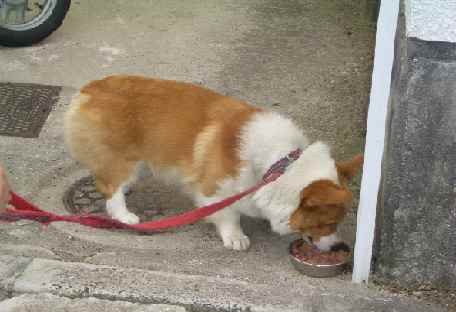 食べる犬