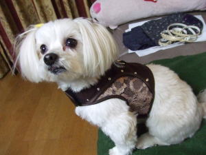 ベスト型のハーネス