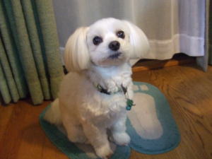 もっとちょうだい！