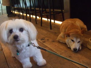 はなとももちゃん