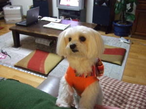 i-dog