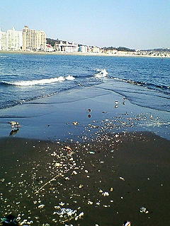 浅瀬に鳥が～ｗｗ