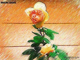 バラ屋敷2011年７（色鉛筆）