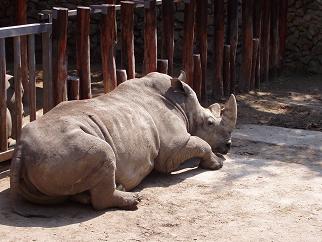 動物園11