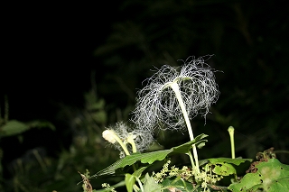 闇夜の花火～