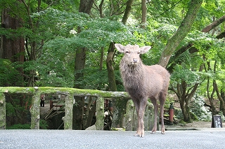 神様のお遣い６