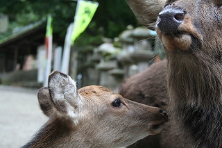 神様のお遣い８