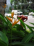 街路花６