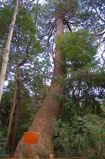 大蛇の松１