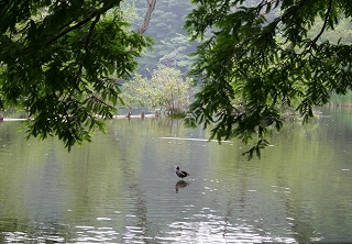 三宝寺池