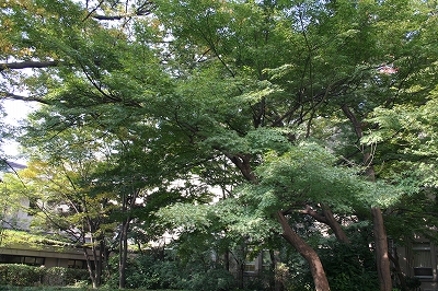 中庭