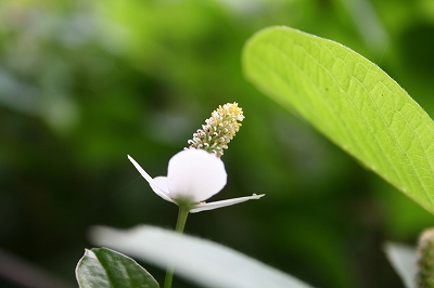 どくだみ３