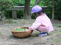 梅拾い