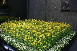 ミキモト菜の花畑