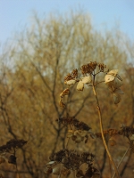 石神井公園06.02.15　3