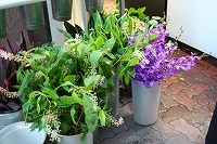 プランタンの花や