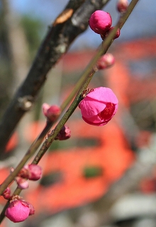 下鴨神社　光琳の梅