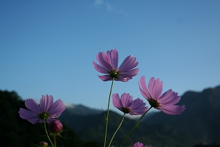 寺崎棚田１