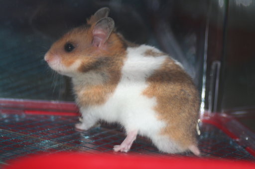 男の子体形になったよ060512