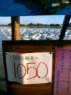 2005.1.14の白鳥数1050羽