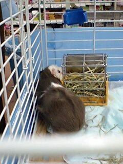 モルモット080119_1209~0001.jpg