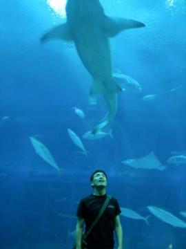 美ら海水族館２