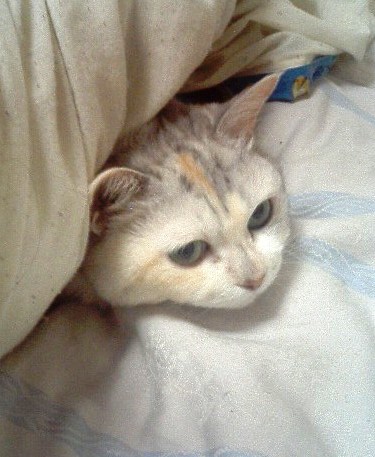 おりーぶちゃん