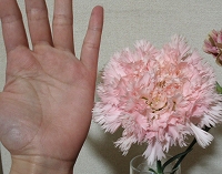 flower-2