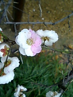 おもいのまま　花写真