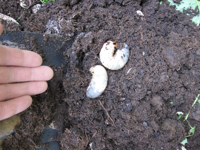 堆肥場のカブトムシの幼虫