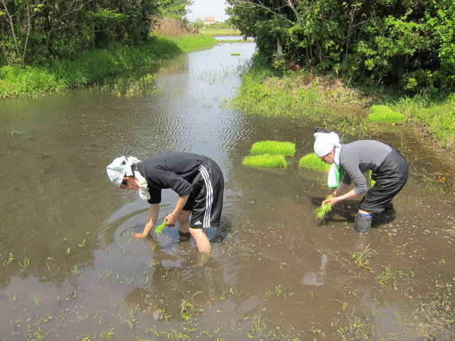 田植え2