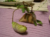 あけび