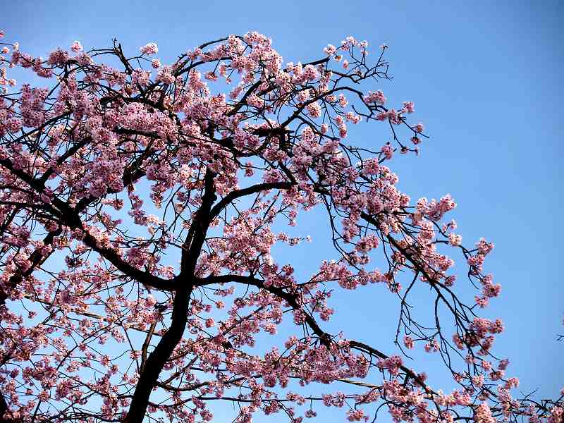 桜１.jpg