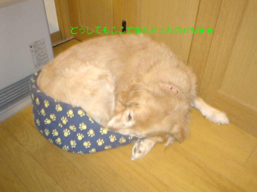 アトムの寝床にむりやり入り込むクーたん