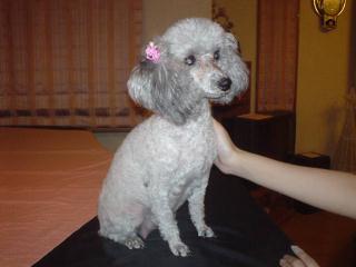 寒そうなハノン