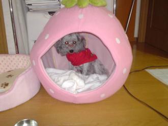 ココもすゅきでしゅよ