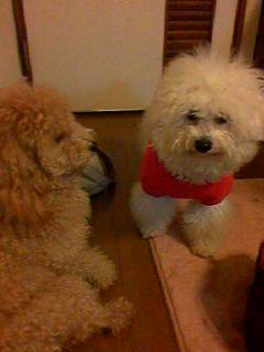 さくらとマーサ02