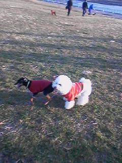 まあさとマロン
