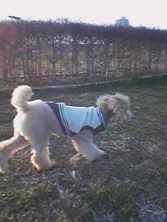 さくらモヒカンで散歩